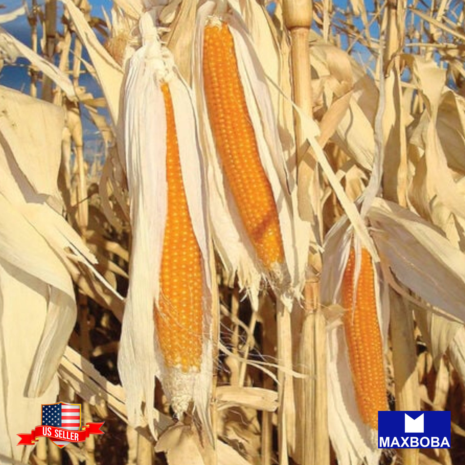 **Corn Fresh Seeds Popcorn Yellow Organic Non-GMO Vegetable