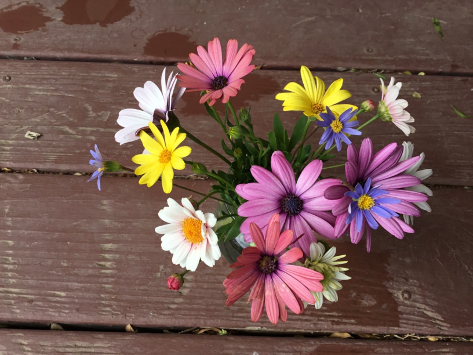 Daisy Mix 150 seeds
