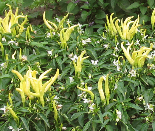 CHILI PEPPER ORNAMENTAL GOLDFINGER Capsicum Annuum – 100 Bulk Seeds
