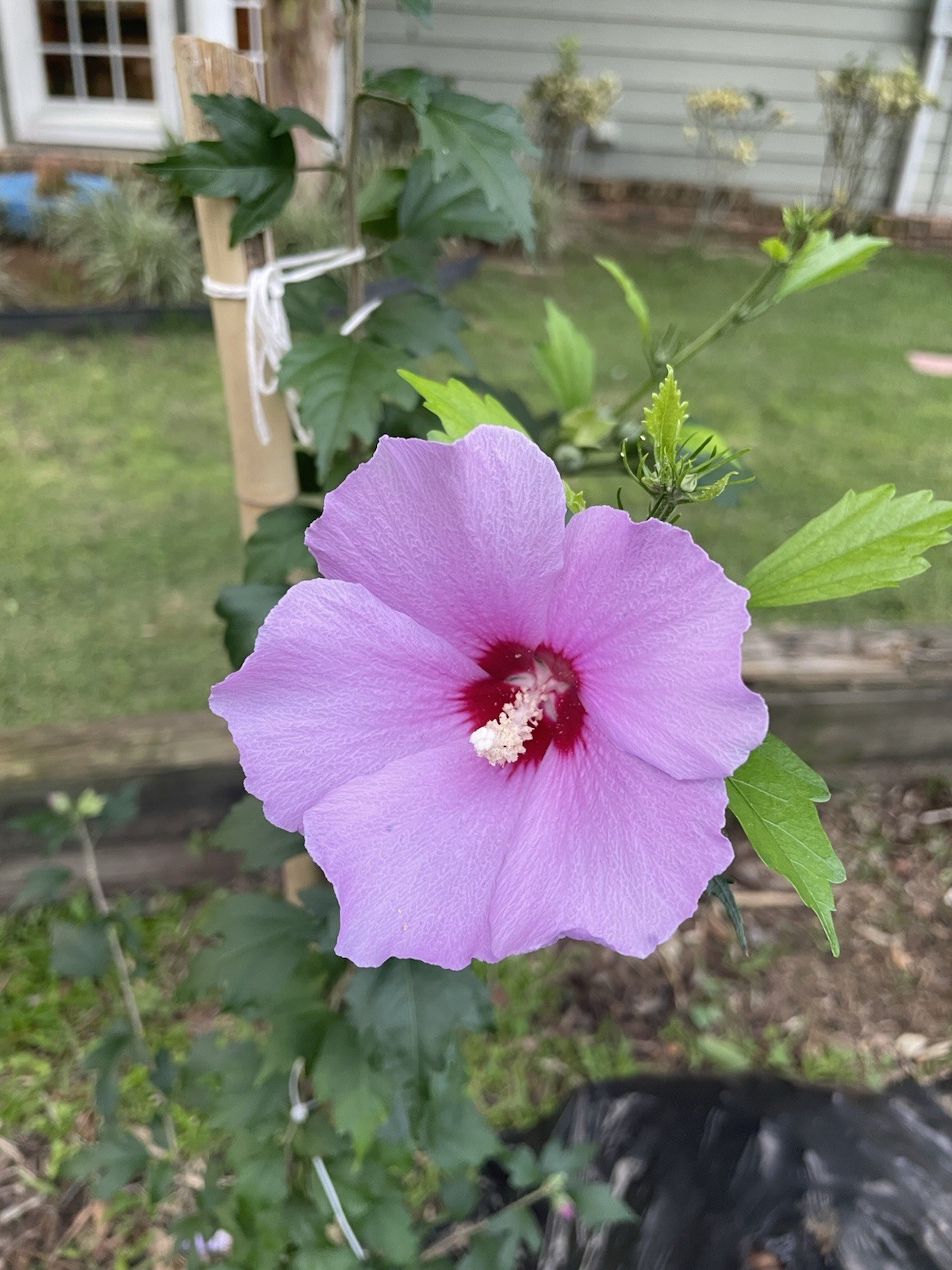 100 Fresh Purple Rose of Sharon Seeds (Hibiscus syriacus, Aphrodite Althea)