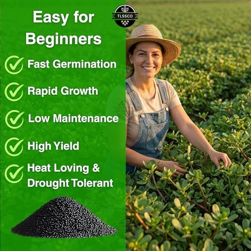 3000+ Green Purslane Seeds for Planting, Non-GMO Seeds – Fast-Growing,