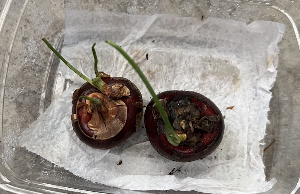 2pcs Water Chestnut Eleocharis Dulcis Ready to Plant