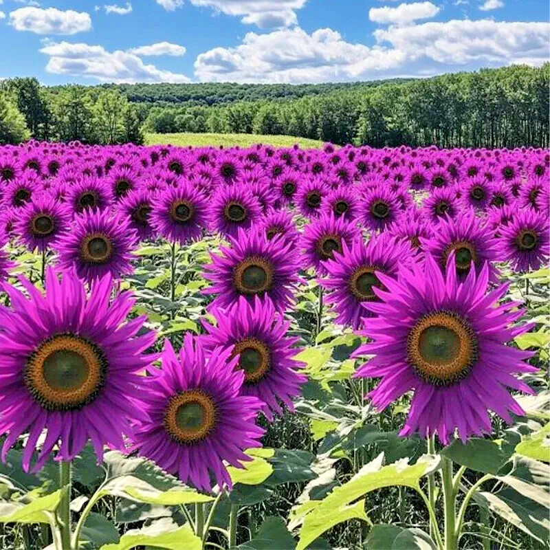 50 PCS Purple Sunflower Seeds – Field ‘Violet Glow’