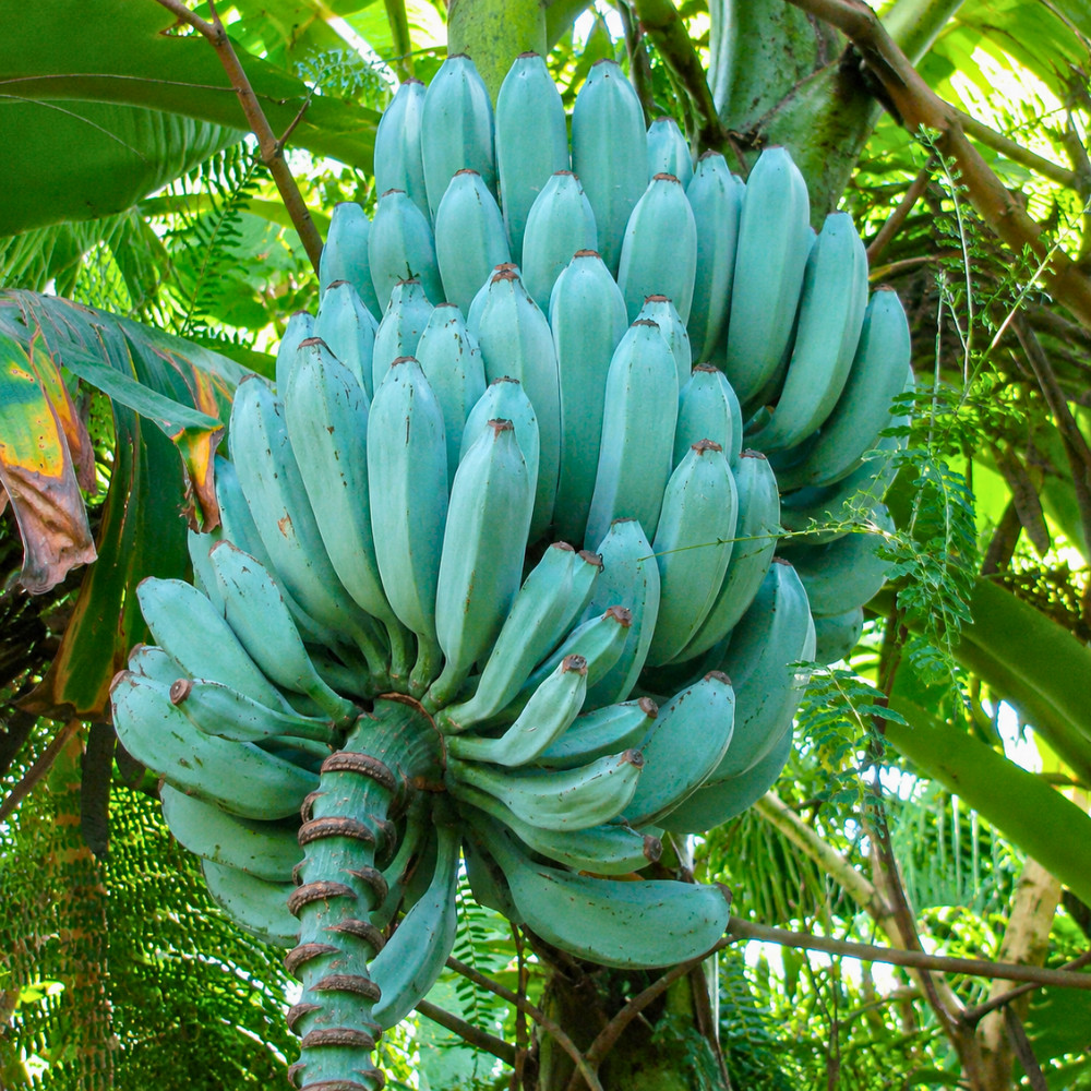 Ice Cream Banana Live Plant 4-6 Inches Tall Rooted Blue Musa