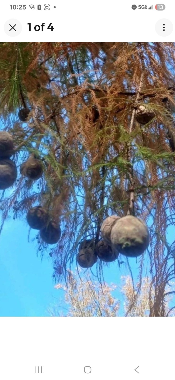 ☆100☆ Bald Cypress Tree Seeds for Planting