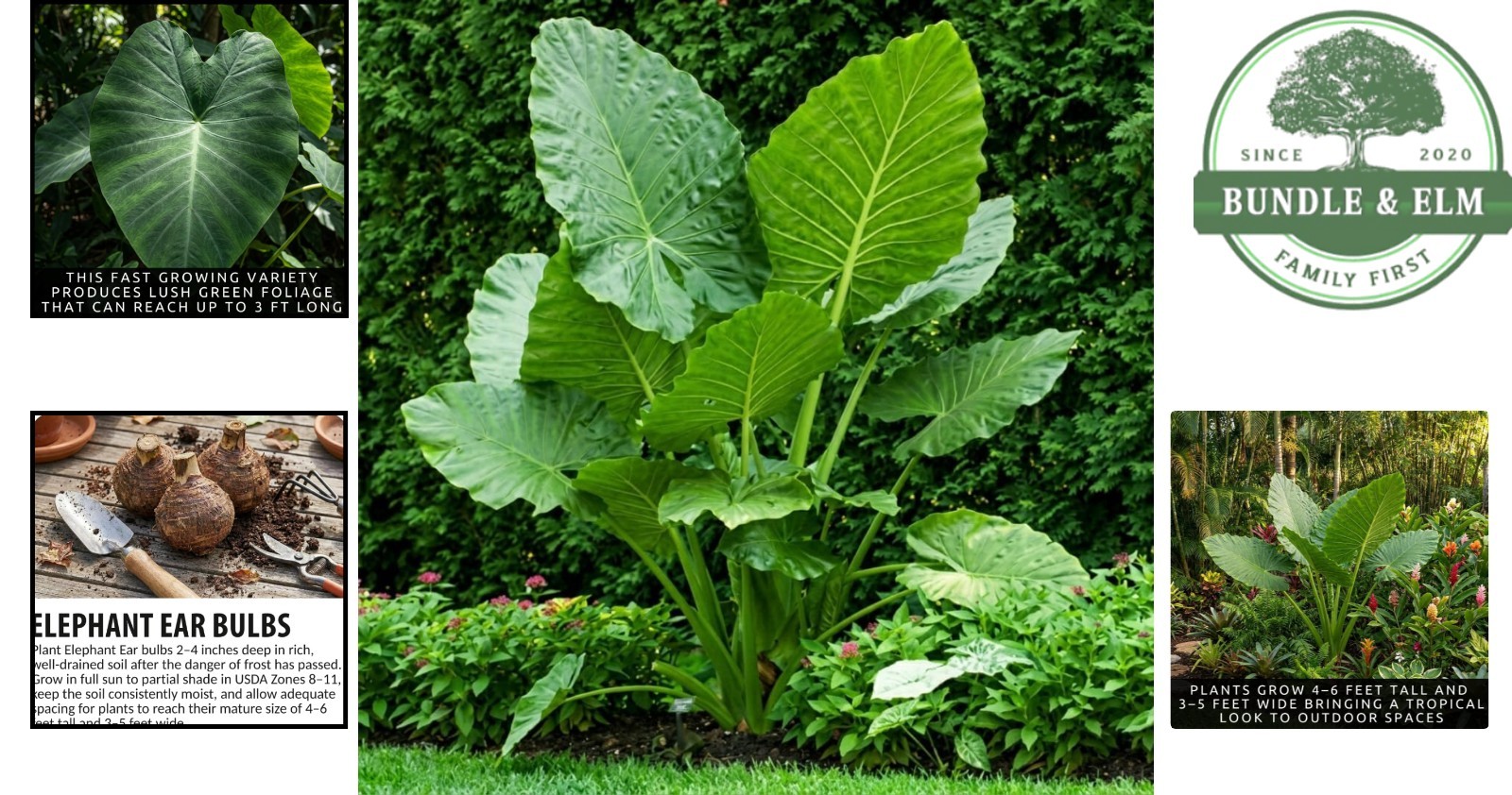 Organic Colocasia Esculenta Bulbs, Thrives in Full Sun and Produces Large Leaves