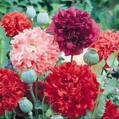 Peony Poppy Seeds Doubles Mixed Colors 10,000 Flower Seeds Reseller Starter Pack