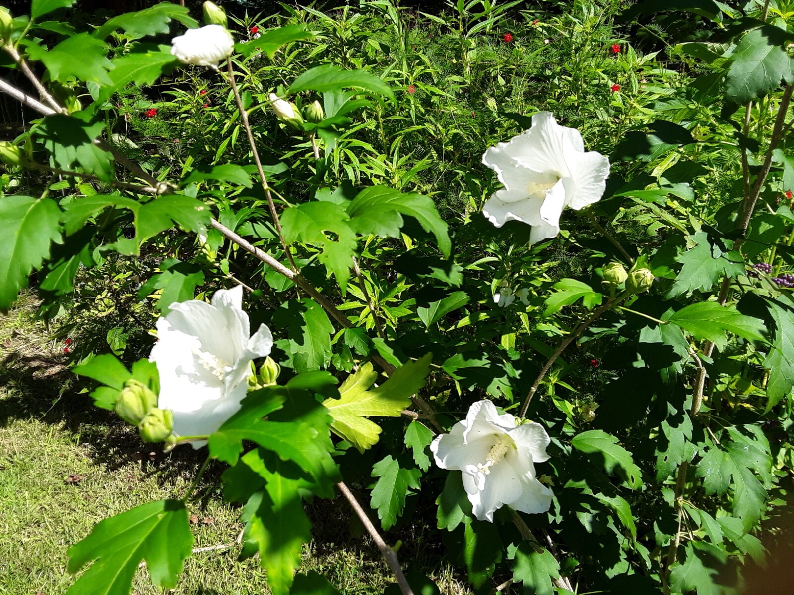50+White Rose of Sharon Seeds(Hibiscus syriacus/Aphrodite Althea/hardy hibiscus)