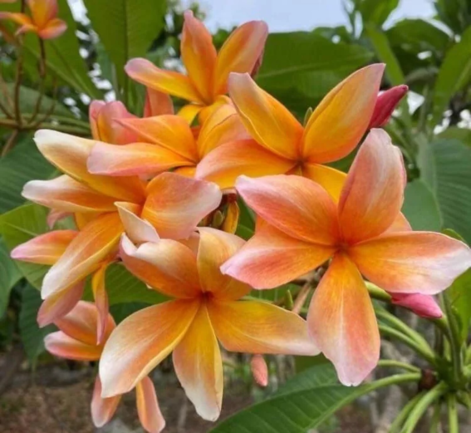 5 Peach Yellow Plumeria Seeds Perennial Flowers Flower Frangipani Seed US SELLER