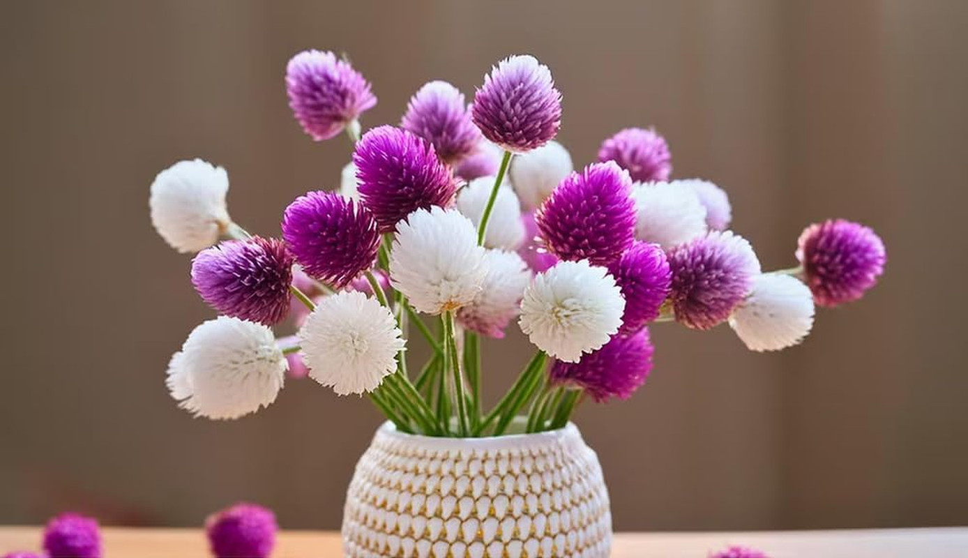 100pcs Globe Amaranth Gomphrena Globosa Seeds Mixed Colors Amaranthus green