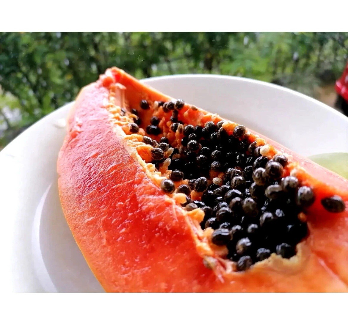 🟡Dwarf Solo Waimanalo Papaya Seeds 25ct 🌴Hawaiian Fast Fruit Houseplant