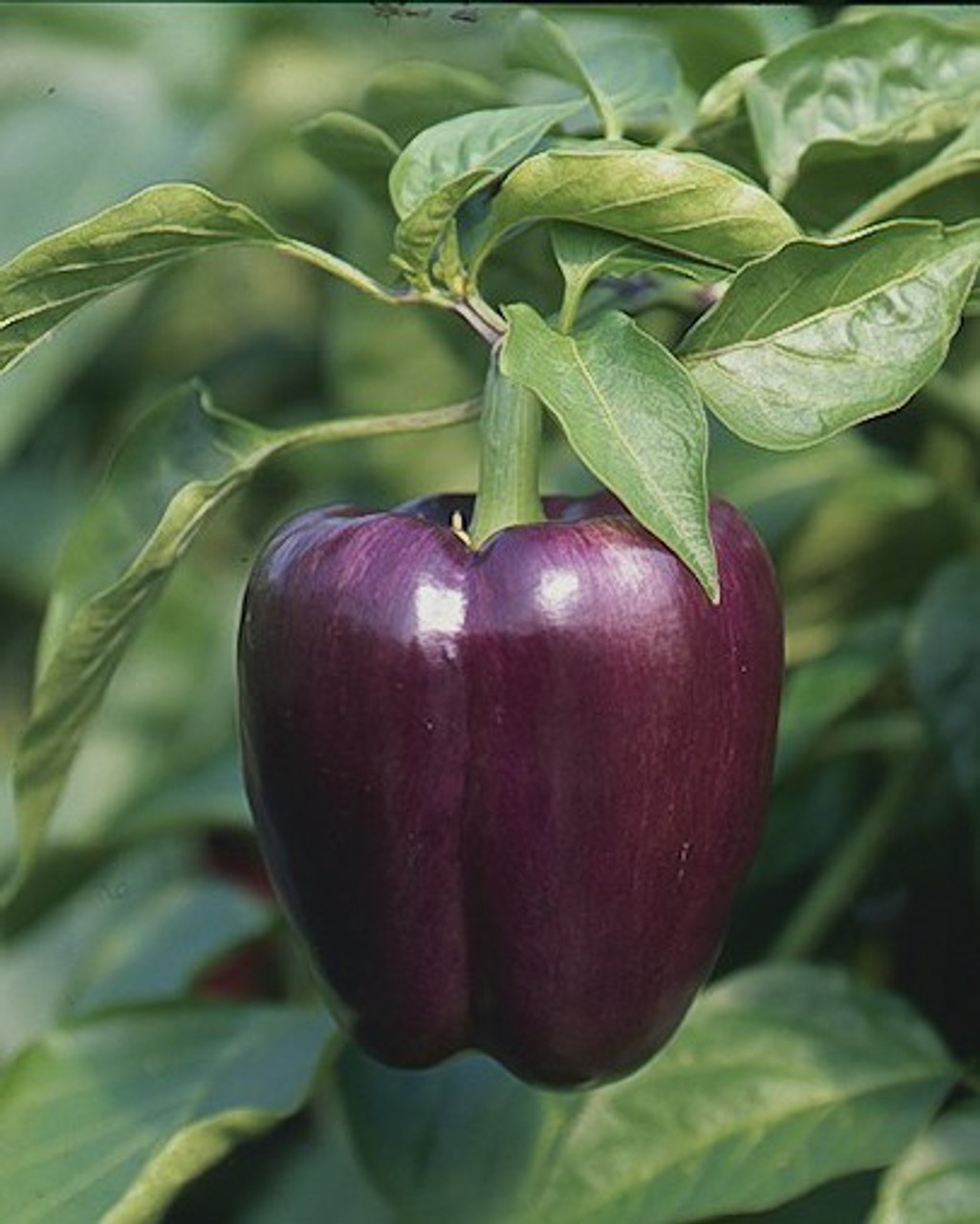 Purple Beauty Bell Pepper: 15 Seeds