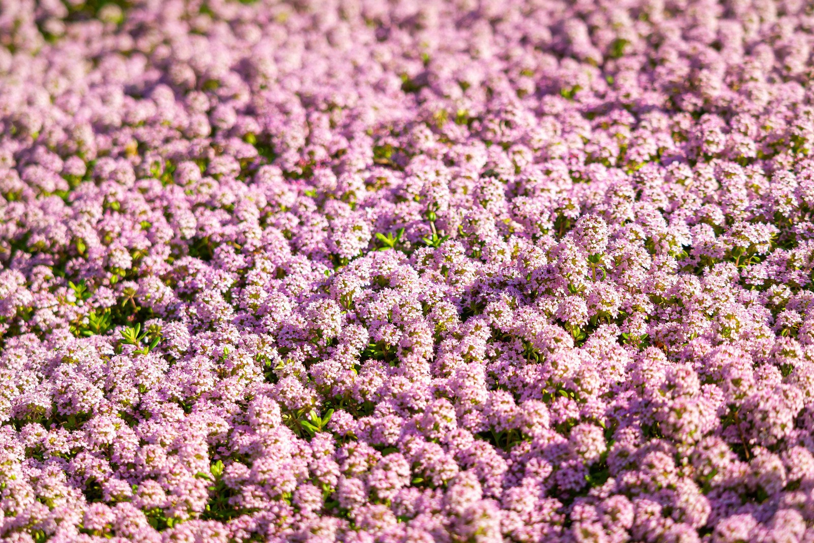 500 Sweet ALYSSUM PASTEL CARPET MIX Lobularia Maritima Flower Seeds *Comb S/H