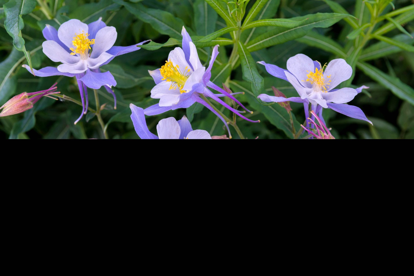 50 Blue ROCKY MOUNTAIN COLUMBINE Aquilegia Caerulea Flower Seeds