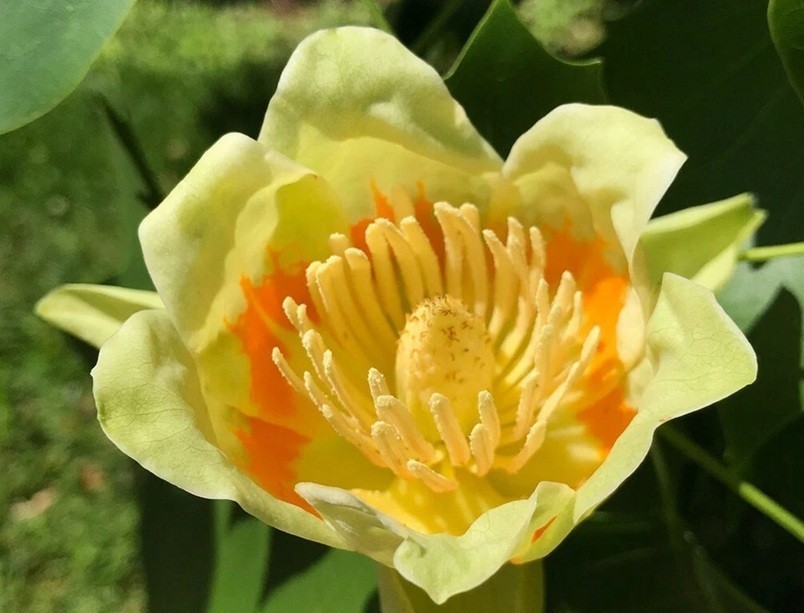 Live 1+ yo Tulip Tree Well Rooted Plant in pot, Liriodendron Tulipifera