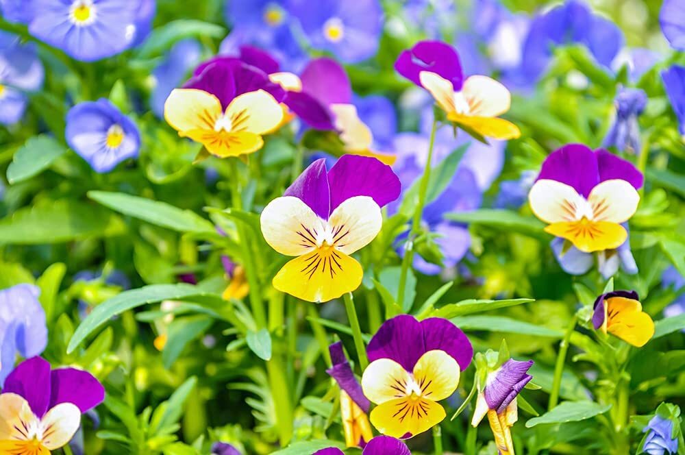 1,000 Johnny Jump Up Pansy Seeds Beautiful Perennial Garden Flowers Multicolor