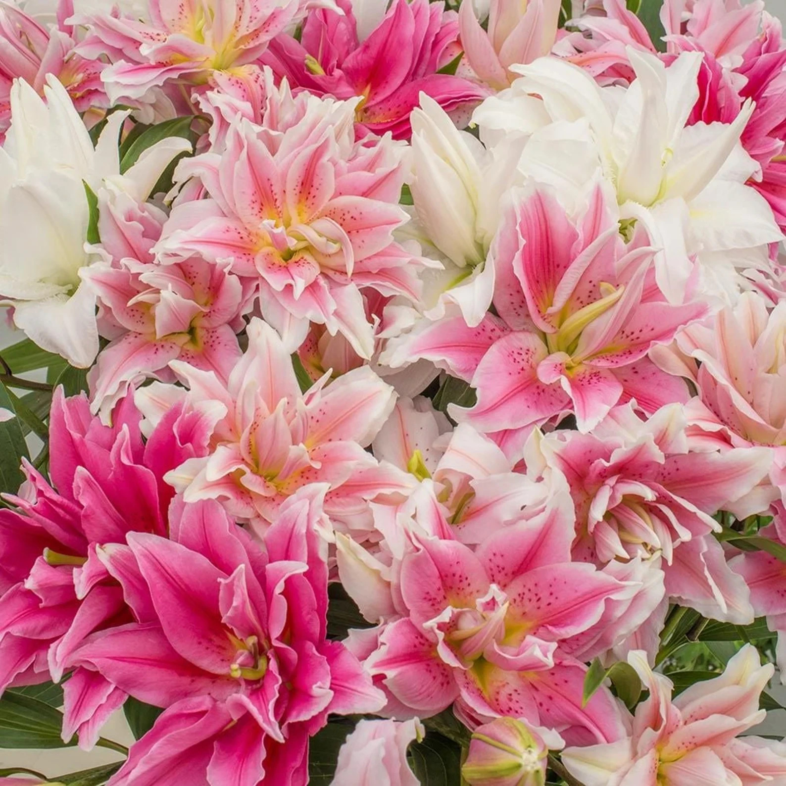 5 The Roses Mix Lily Bulbs Mix. Lovely Rose lily mix USA Farm Company