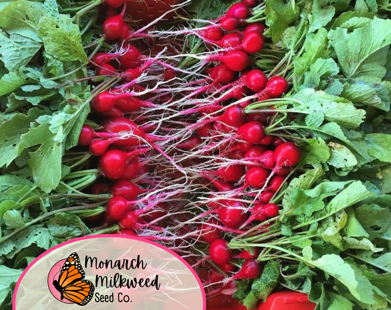 925+ Radish Seeds ‘Champion’ | Heirloom, Non-GMO, Vegetable Gardening Plant Seed