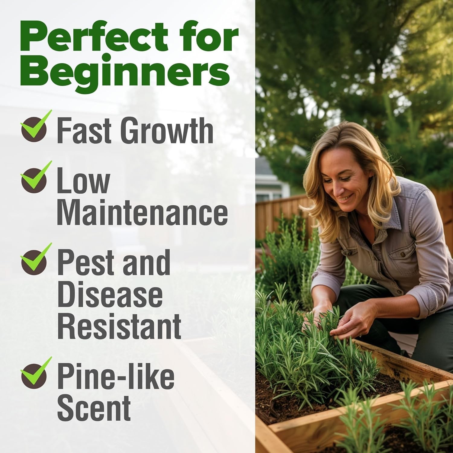 Gardener’s Delight: 150 Non-GMO Rosemary Seeds with Comprehensive Grow Guide