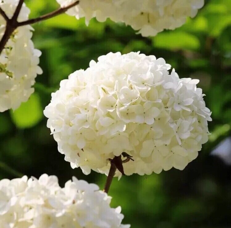 20Pcs Perennial Seeds Home Garden White Hydrangea Seeds Easy to Grow Flower DIY