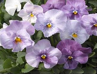 Pansy Magnum Lilac Shades 250 seeds