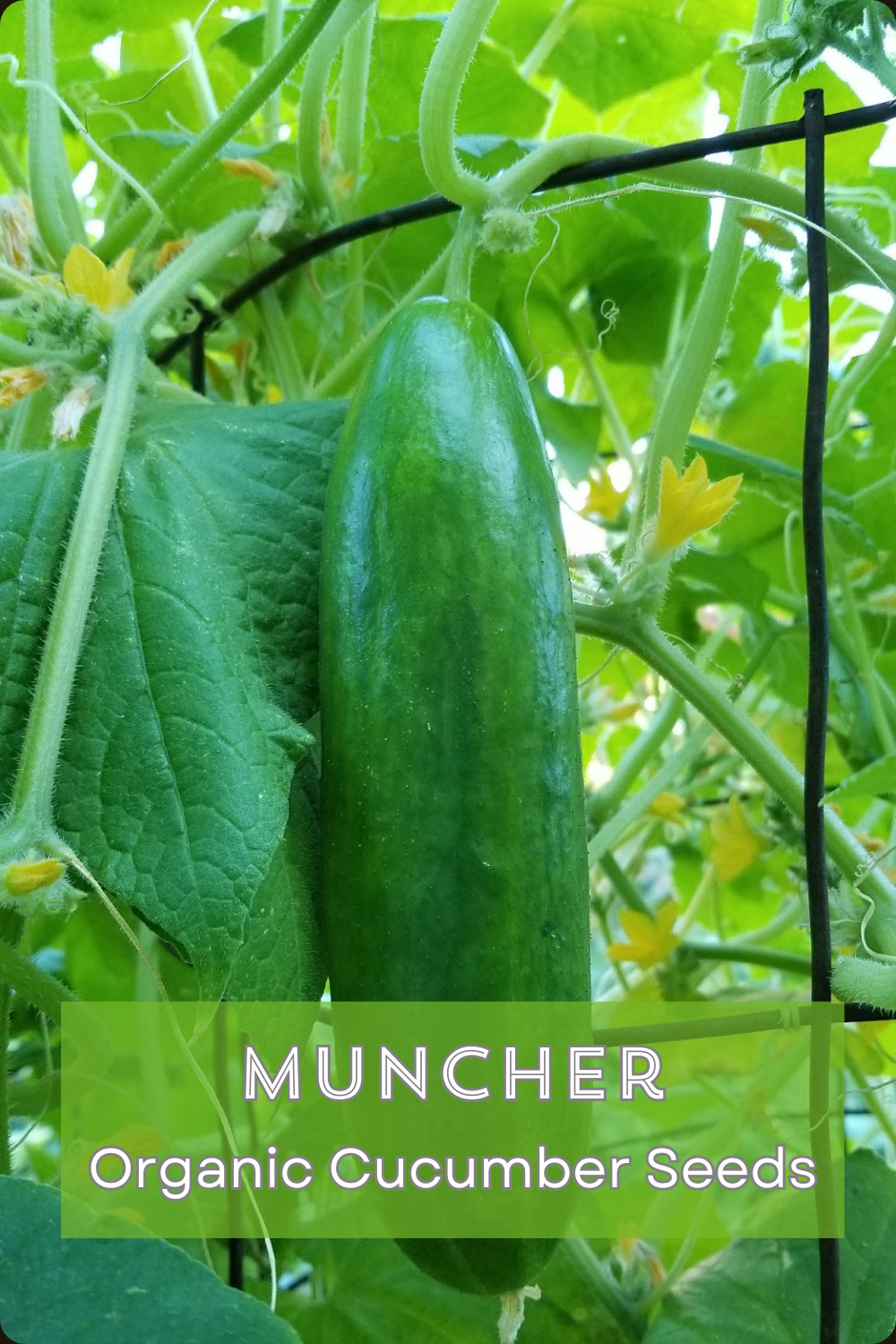 SUMMER SURVIVAL GARDEN ⭐ Homestead Collection ⭐ 18 Heirloom Herb & Veggie Seeds