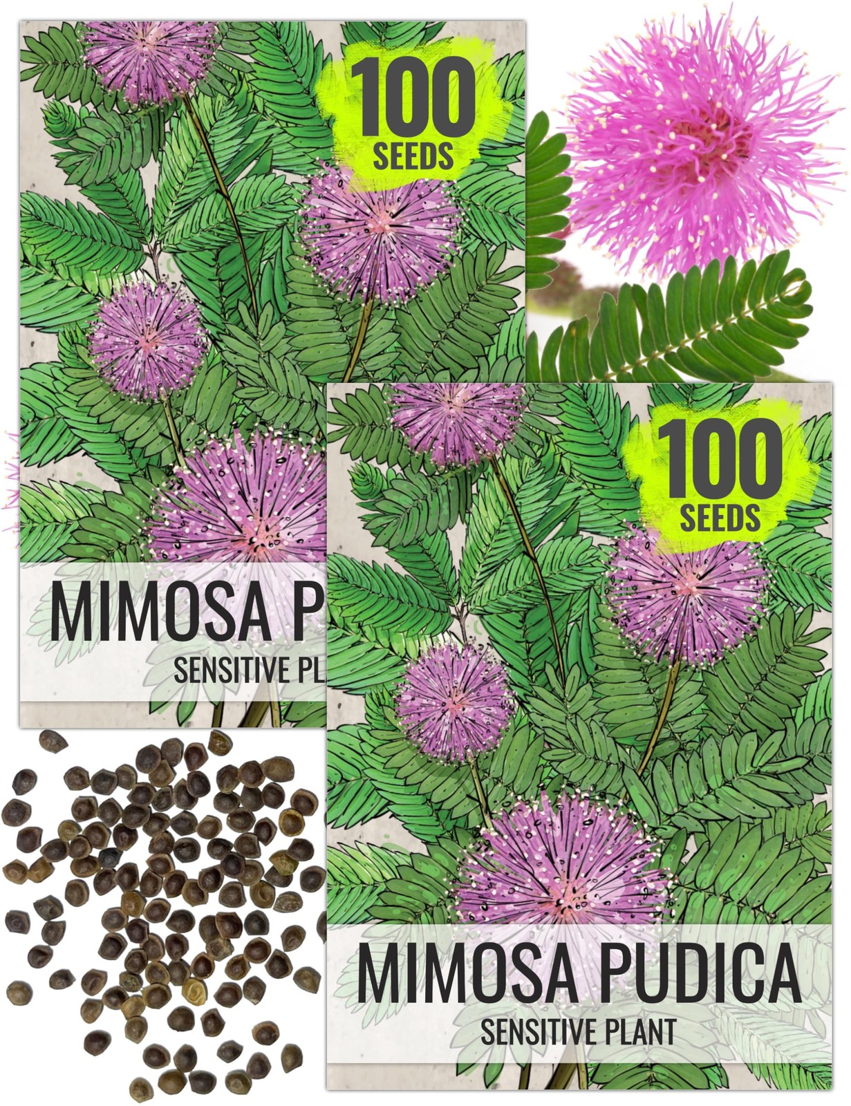 Sensitive Plant Seeds for Planting Mimosa pudica Heirloom & Open Pollinated …