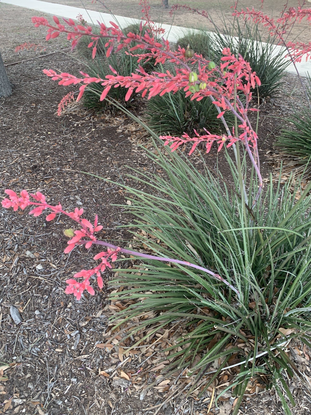25+ Red Yucca Hesparola Parviflora Seeds
