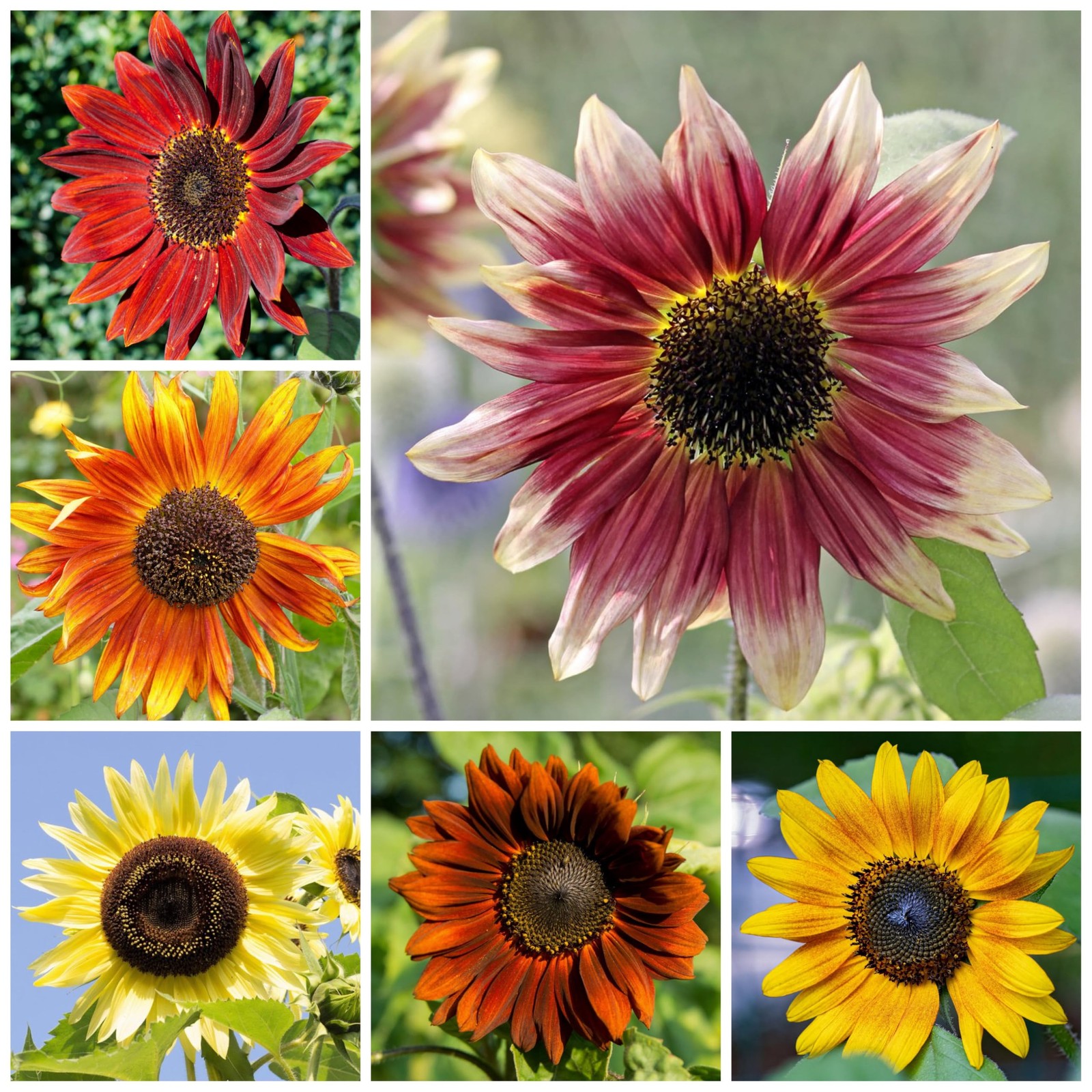 Sunflower Seeds Mix 7 Varieties of Helianthus Annuus for Vibrant Gardens