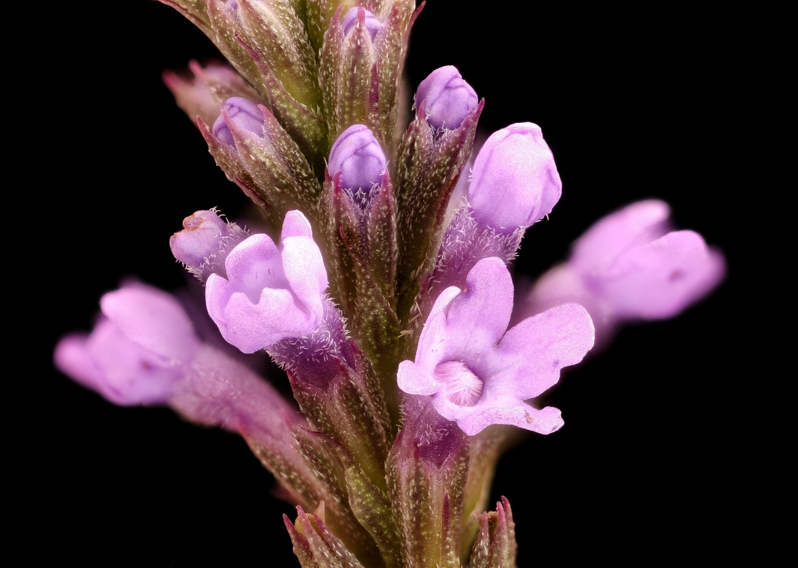 500 Blue Vervain Seeds – Verbena hastata Seeds – Medicinal Herb – Lovely Flower!