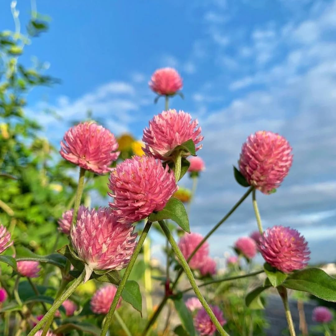 Mix Globe Amaranth Flower Seeds for Planting, 300Pcs Rare Perennial Globe Amaran