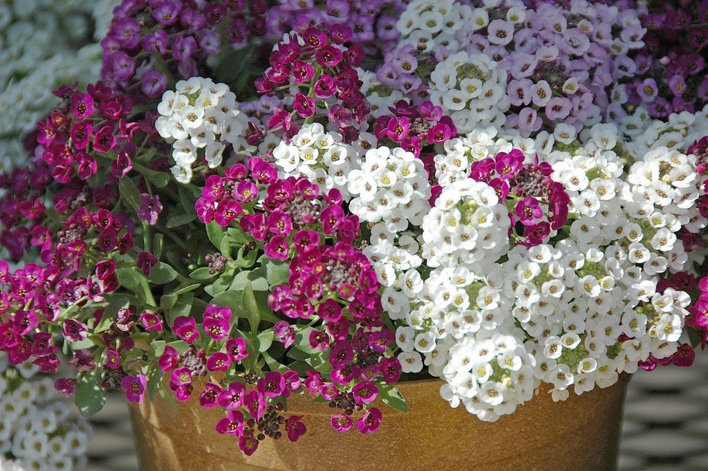 Alyssum Seeds Clear Crystals Mix 100 Coated Seeds