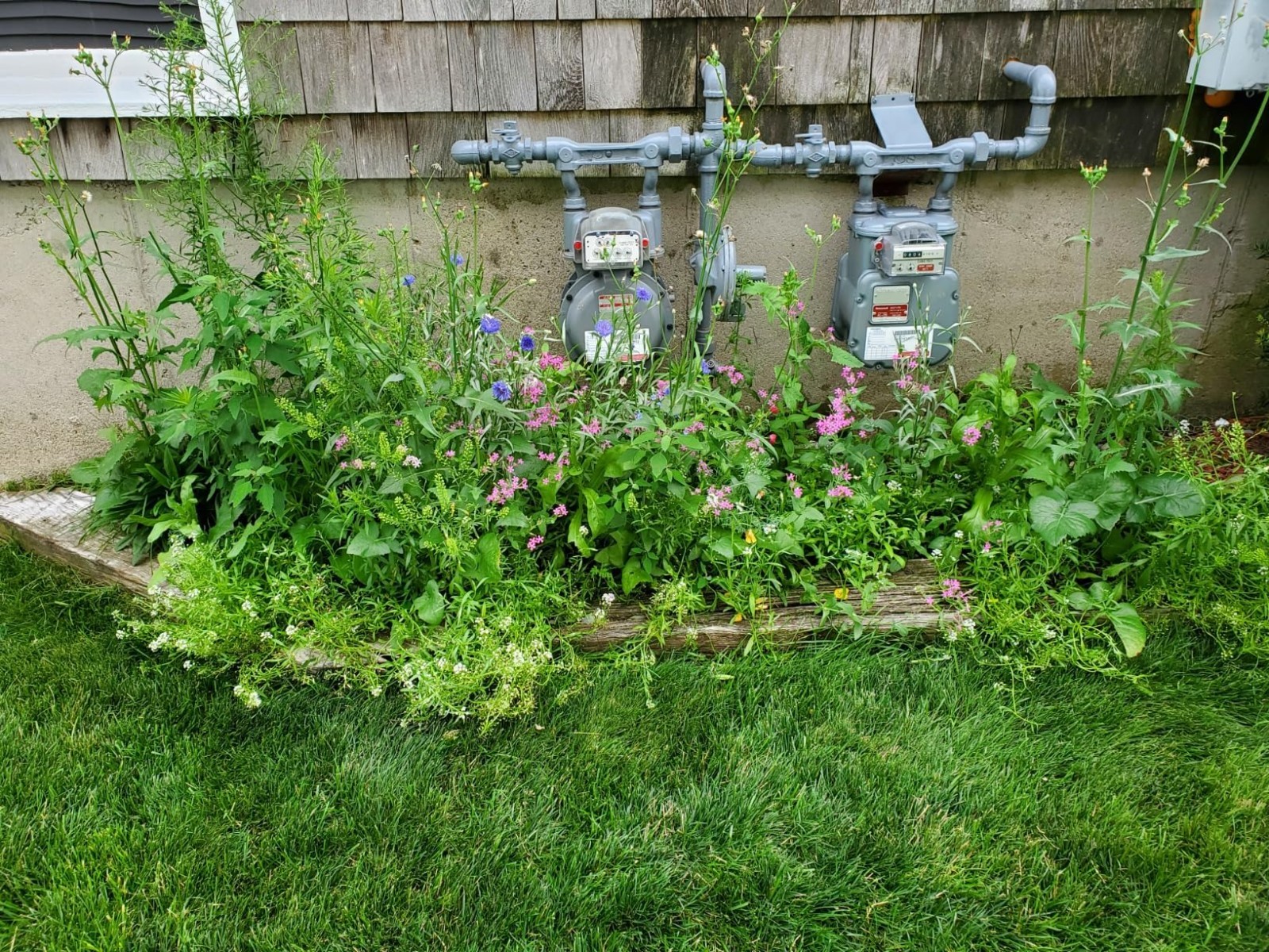 Transform Your Garden: 25,000 Seeds of 14 Easy Grow Wildflowers for Full Sun