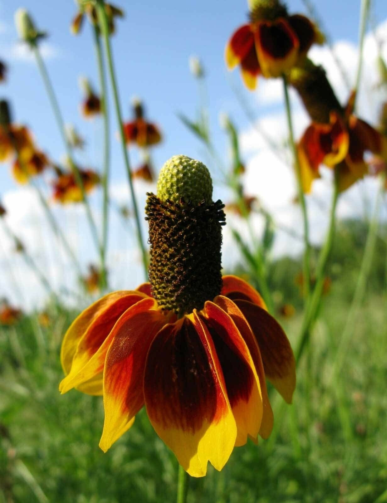 Ratibida columnifera | Mexican Hats | 500_Seeds