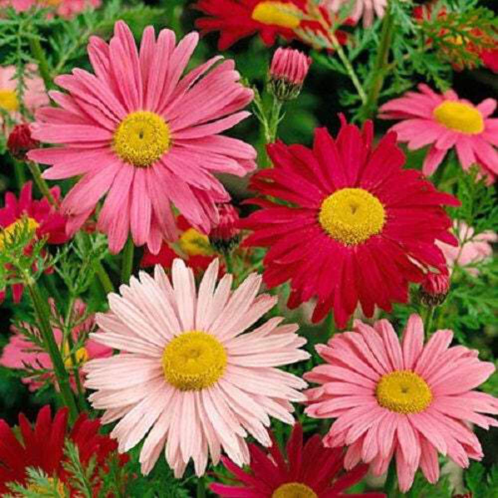 100 Mixed Colors ROBINSONS PAINTED DAISY Chrysanthemum Pink Red Rose Seeds
