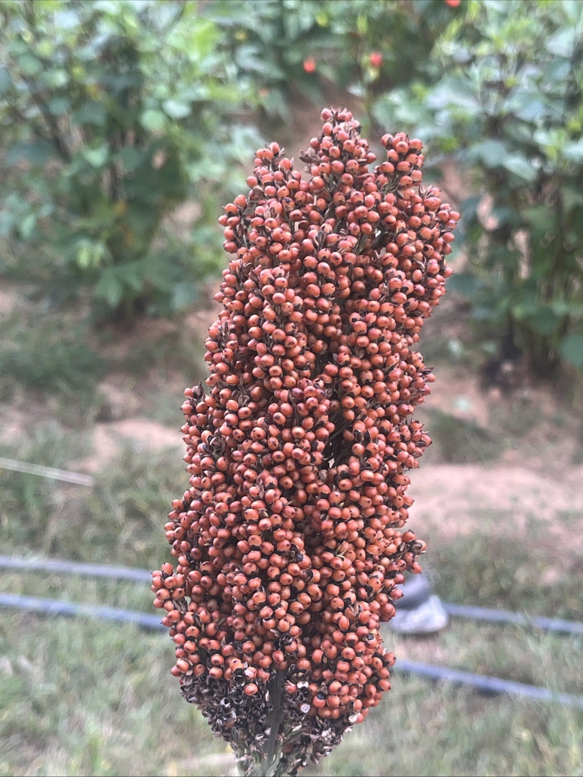 Sweet Sugar Drip Sorghum Seeds – 800-1000 seeds
