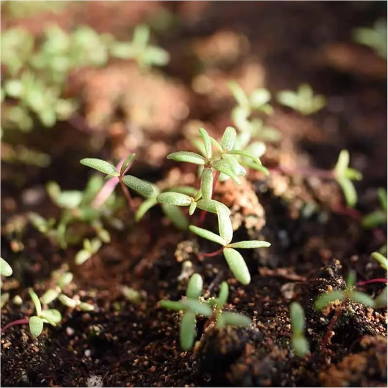 20,000+ Moss Rose Seeds (Portulaca Grandiflora) – Mixed Color Perennial Groun…
