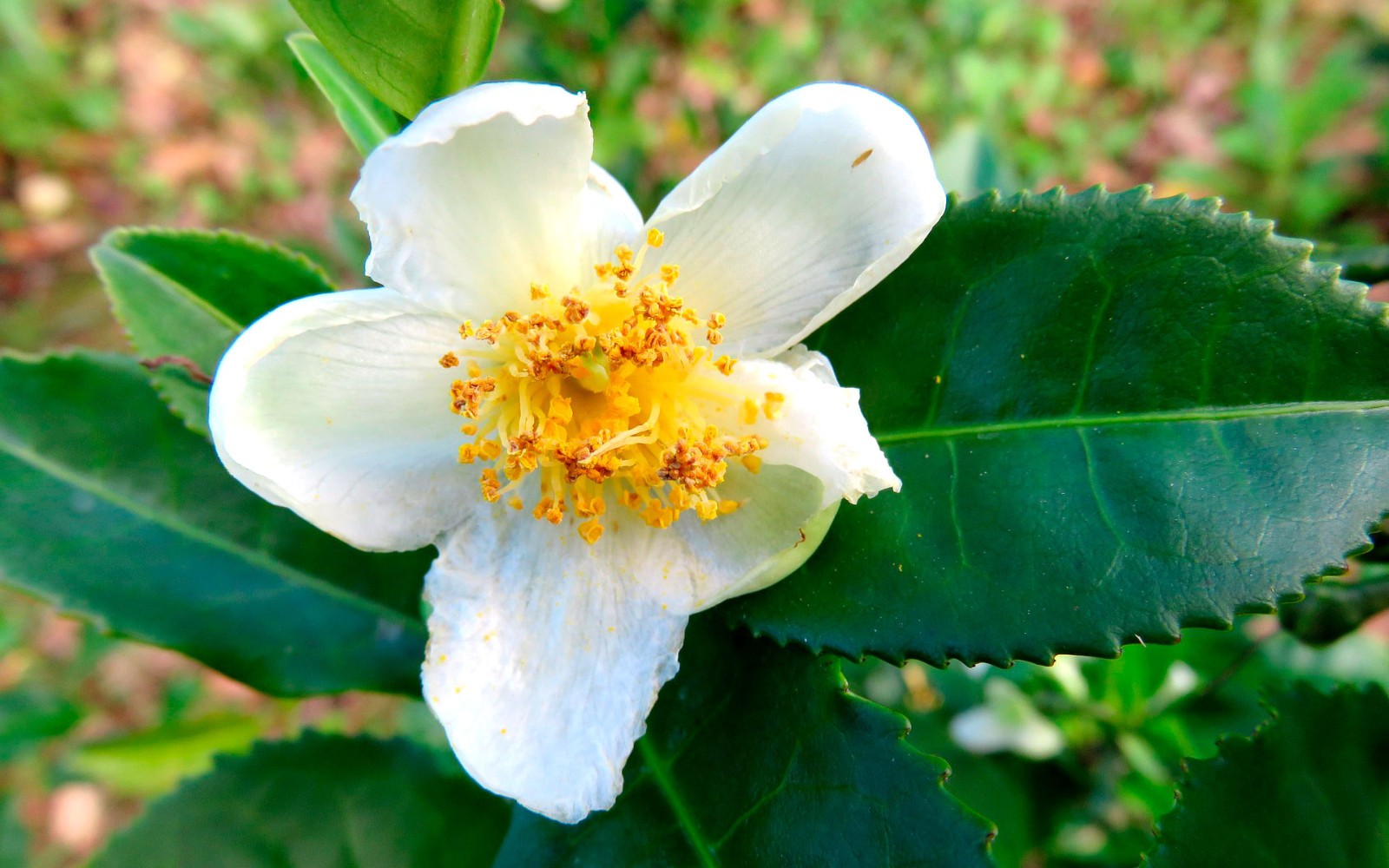 Camellia Sinensis aka Tea Plant 8 seeds Free Shipping USPS Ground!
