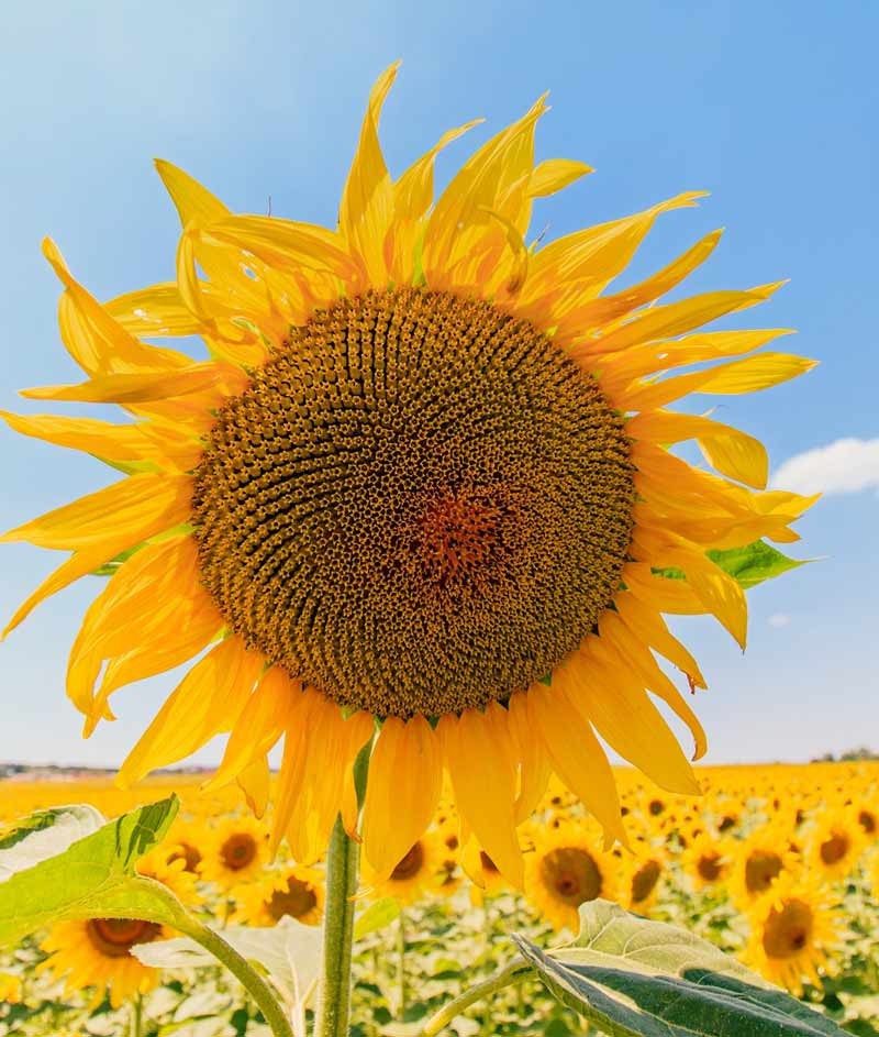 200 Mammoth Grey Stripe Sunflower Seeds Giant Heirloom Non-GMO Flower Garden
