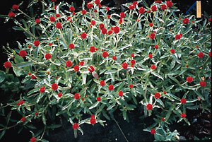 Gomphrena Strawberry Fields 500 seeds