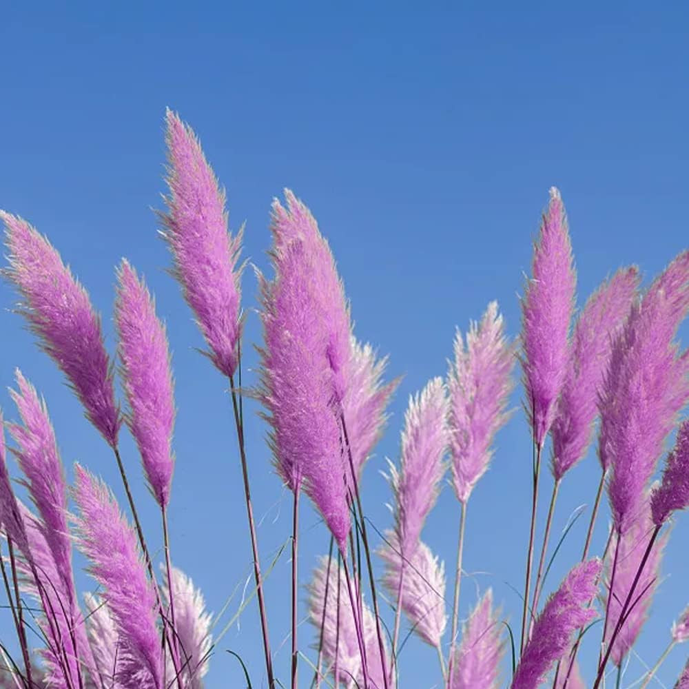 1000+ Mix Pampas Grass Seeds for Planting Cortaderia Selloana Seeds Heirloom Orn
