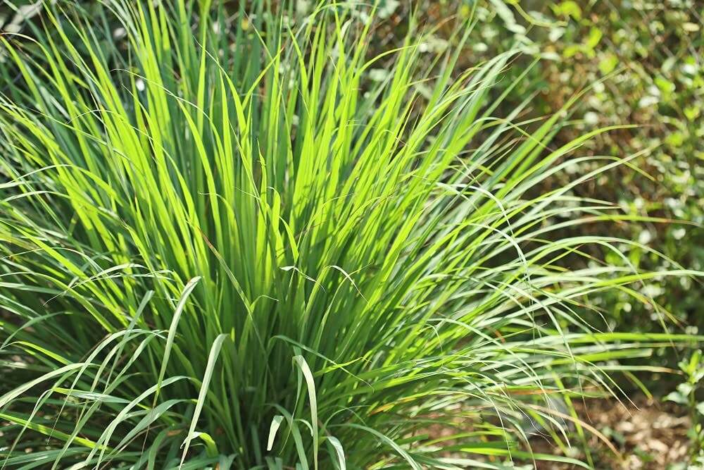 Lemongrass Seeds – 100 Seeds – Easy to Grow Herb – Ships from Iowa, Made in USA