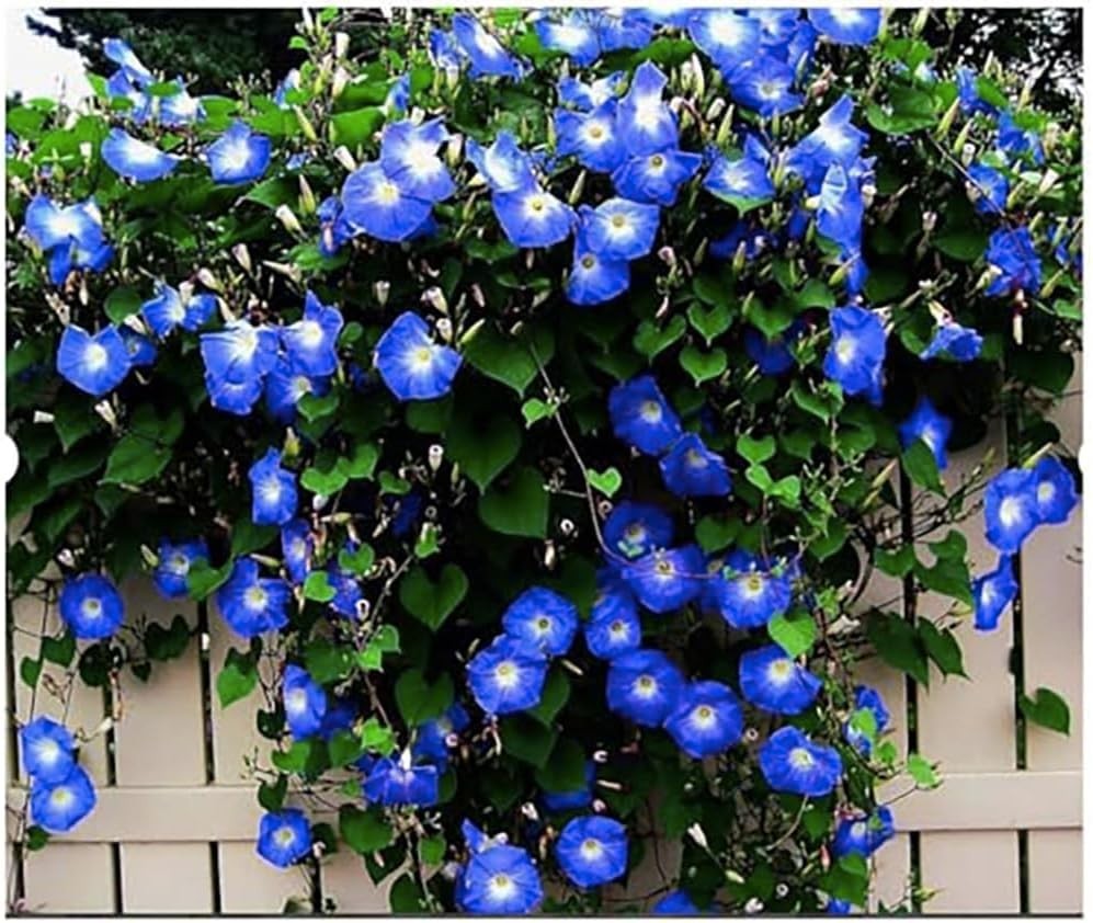 Fast-Growing Heavenly Blue Morning Glory Seeds – Perfect for Sprawling Gardens
