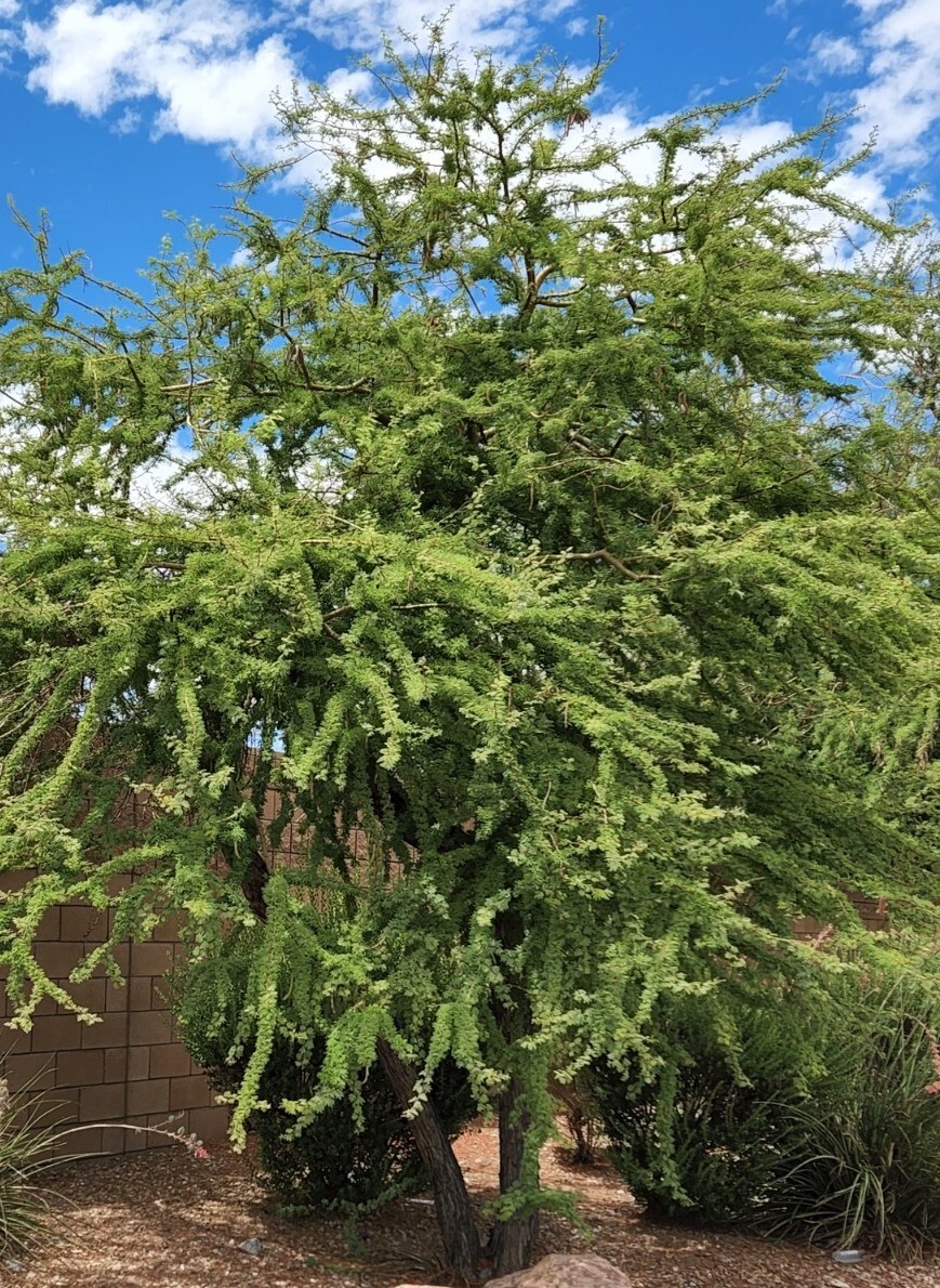 Twisted Acacia Huisachillo Tree Seeds, Acacia Schaffneri (20 Seeds) Rare Item