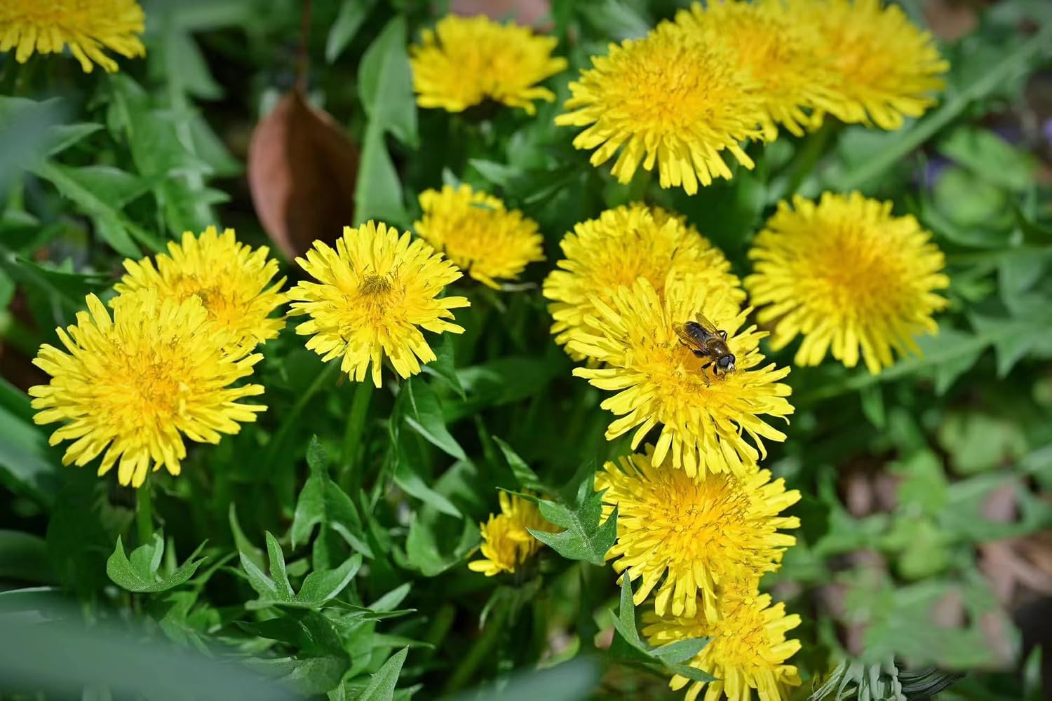 12,000+ Dandelion Seeds for Planting, Flower Seeds for Vibrant Gardens