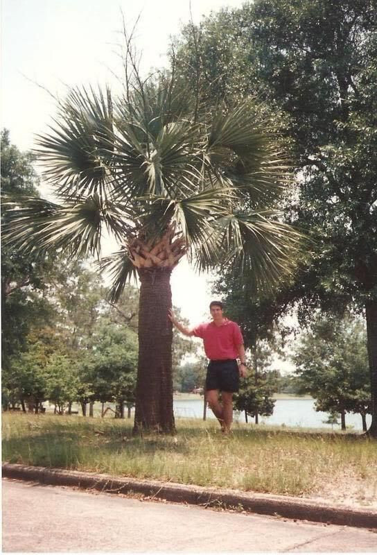 Sabal sp. ‘DeFuniak Springs’ Seeds – An Unusual, Unidentified Sabal Palm