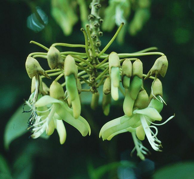 Mucuna Holtonii, Sea Bean, South Central American Chandelier Woody Vine Seed