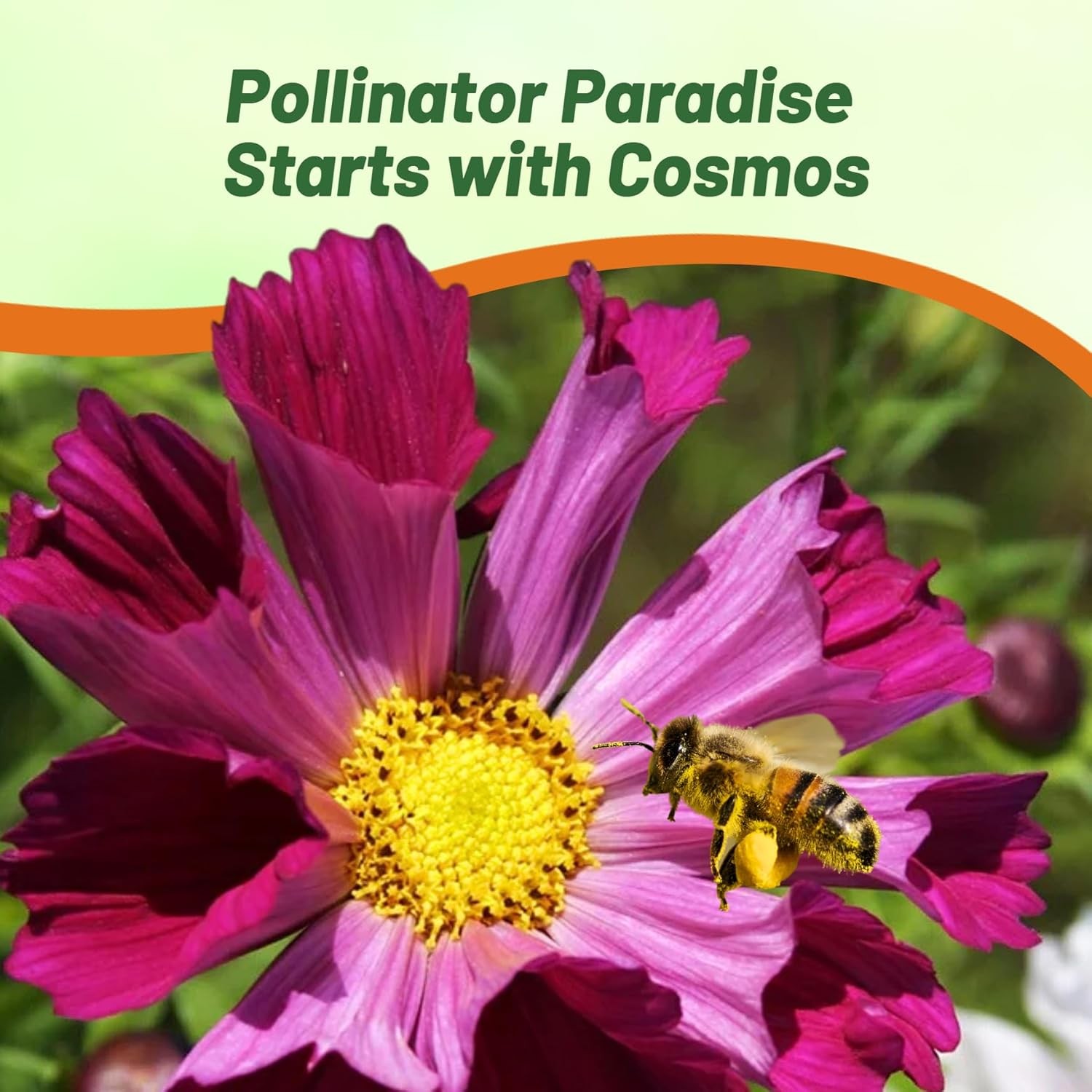 500 Seeds Drought Tolerant Cosmos Bipinnatus Sea Shells Garden Flower Seed MIx