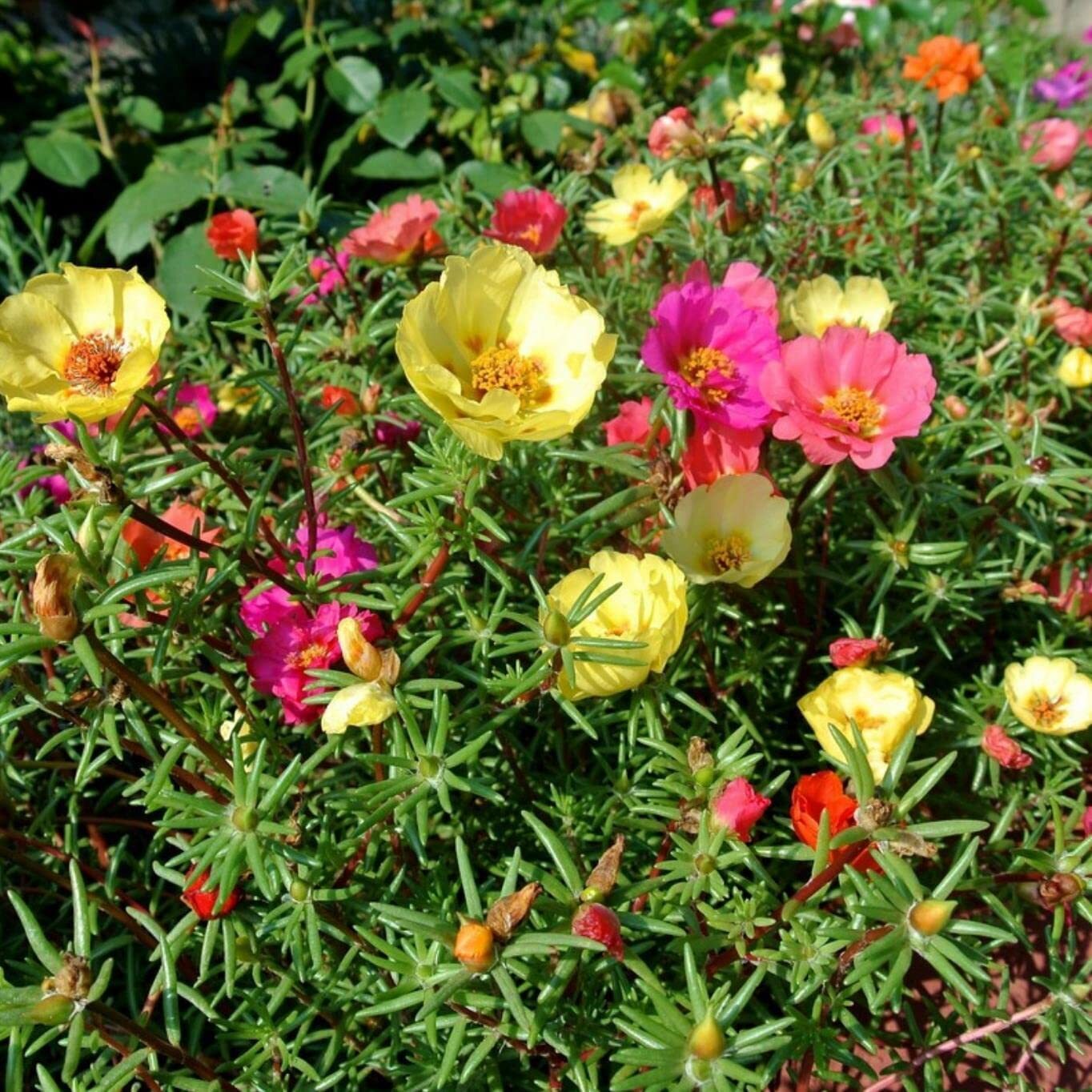 500+ Purslane Seeds Green | Non-GMO | Fresh Garden Seeds | Portulaca oleracea