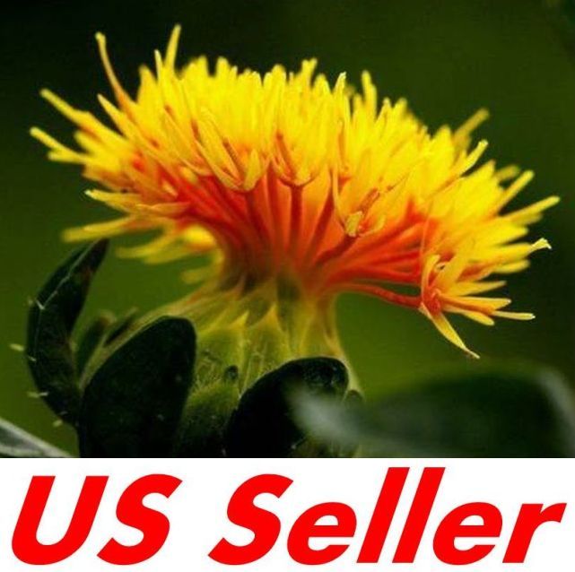 300 PCS SAFFLOWER Saffron Carthamus Tinctorius Seeds B66, US Seller
